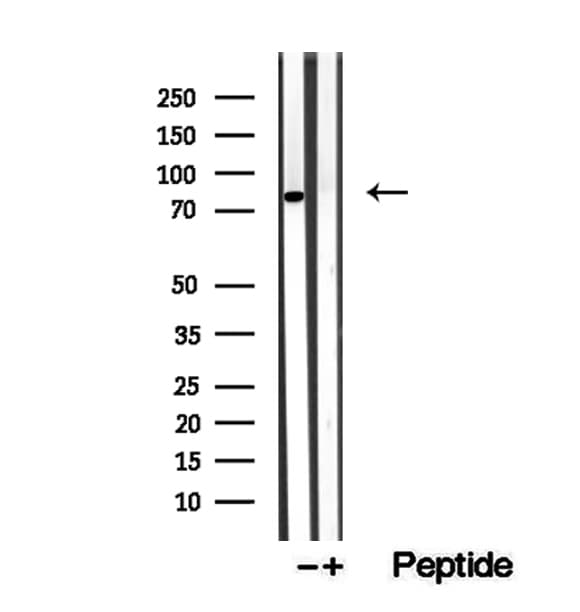 CNOT10 Antibody