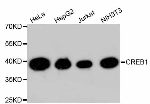 Monoclonal Rabbit anti-Human CREB1 / CREB Antibody (IHC, IF, WB)