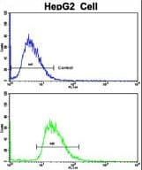 CYP2J2 Antibody (aa96-124)