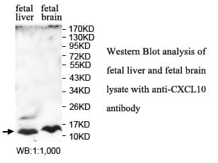 IHC-plus™ CXCL10 / IP-10 Antibody (aa22-98)