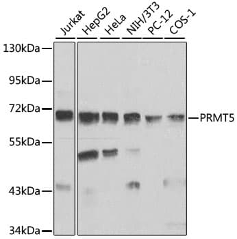 PRMT5 Antibody