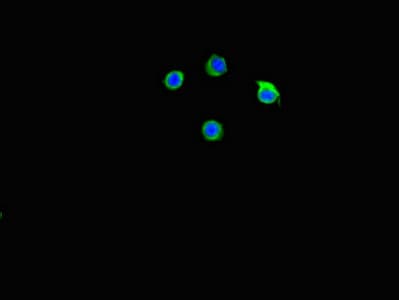 C2CD3 Antibody