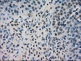DHFR Antibody (clone OTI6G7)