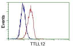 KIAA0153 / TTLL12 Antibody (clone OTI6E4, Carrier-free)