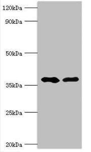 AUH Antibody (aa68-339)