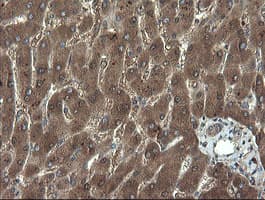 APP / Beta Amyloid Precursor Antibody (clone OTI7B8, Carrier-free)