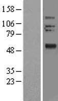 OLFM2 / Olfactomedin-2 Protein (Over-Expression Lysate Myc-DDK (Flag))