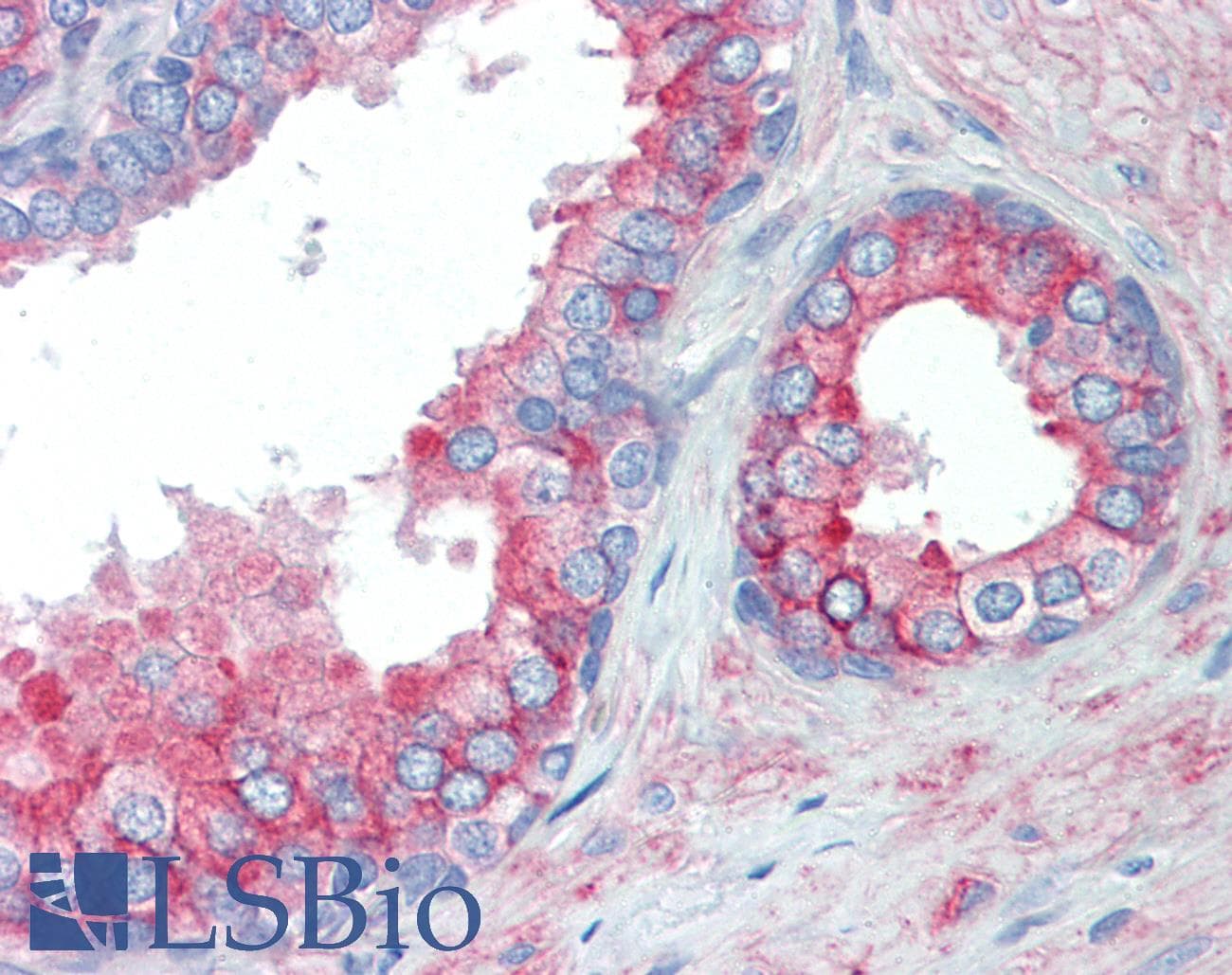 Monoclonal Mouse anti-Human CDCP1 Antibody (clone 5B3, Carrier-free, WB)