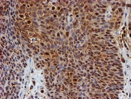 PSMB9 Antibody (clone OTI3H1)
