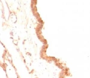 GPC3 / Glypican 3 Antibody (clone GPC3/863, Ready-to-Use)