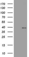 WNT3 Antibody (aa128-355, clone OTI2D4)