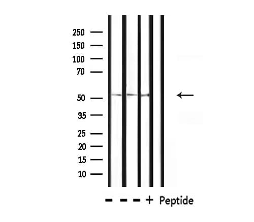 POU2F2 / OCT2 Antibody