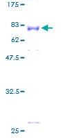 Human BRF2 Protein (Recombinant GST)