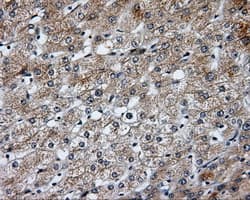 BAP / SIL1 Antibody (clone OTI3E3)