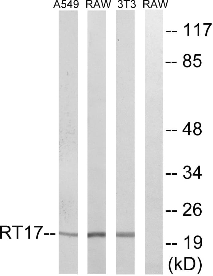 MRPS17 Antibody (aa11-60)