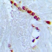 CBX5 / HP1 Alpha Antibody