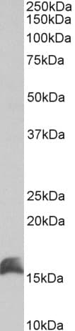 IHC-plus™ Polyclonal Goat anti-Human CUTA Antibody (aa185-195, IHC, WB)