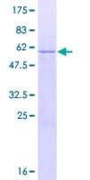 Human CD1B Protein (Recombinant GST)