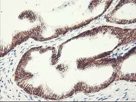 APBB3 Antibody (clone OTI5G3)