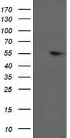 PPM1B Antibody (clone OTI3G9)