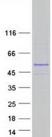 Human PTAR1 Protein (Recombinant Myc-DDK (Flag))