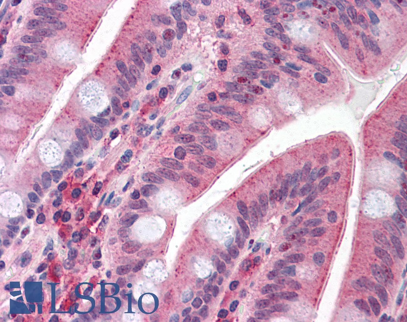IHC-plus™ Polyclonal Rabbit anti-Human CDHR5 / MUCDHL Antibody (Cytoplasmic Domain, IHC)