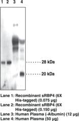 IHC-plus™ RBP4 Antibody