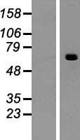 ACSM2B Protein (Over-Expression Lysate Myc-DDK (Flag))