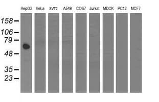 GCP60 / ACBD3 Antibody (clone OTI5F9)