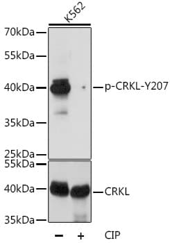 Polyclonal Rabbit anti-Human CRKL Antibody (phospho-Tyr207, WB)