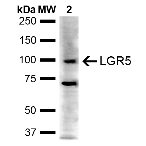 GPR49 / LGR5 Antibody (Atto 390)