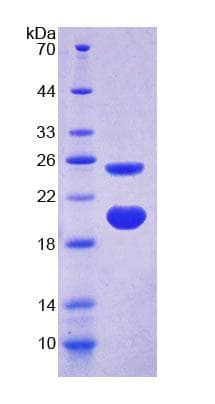 Rat AVPI1 Protein (Recombinant His-T7, N-terminus)