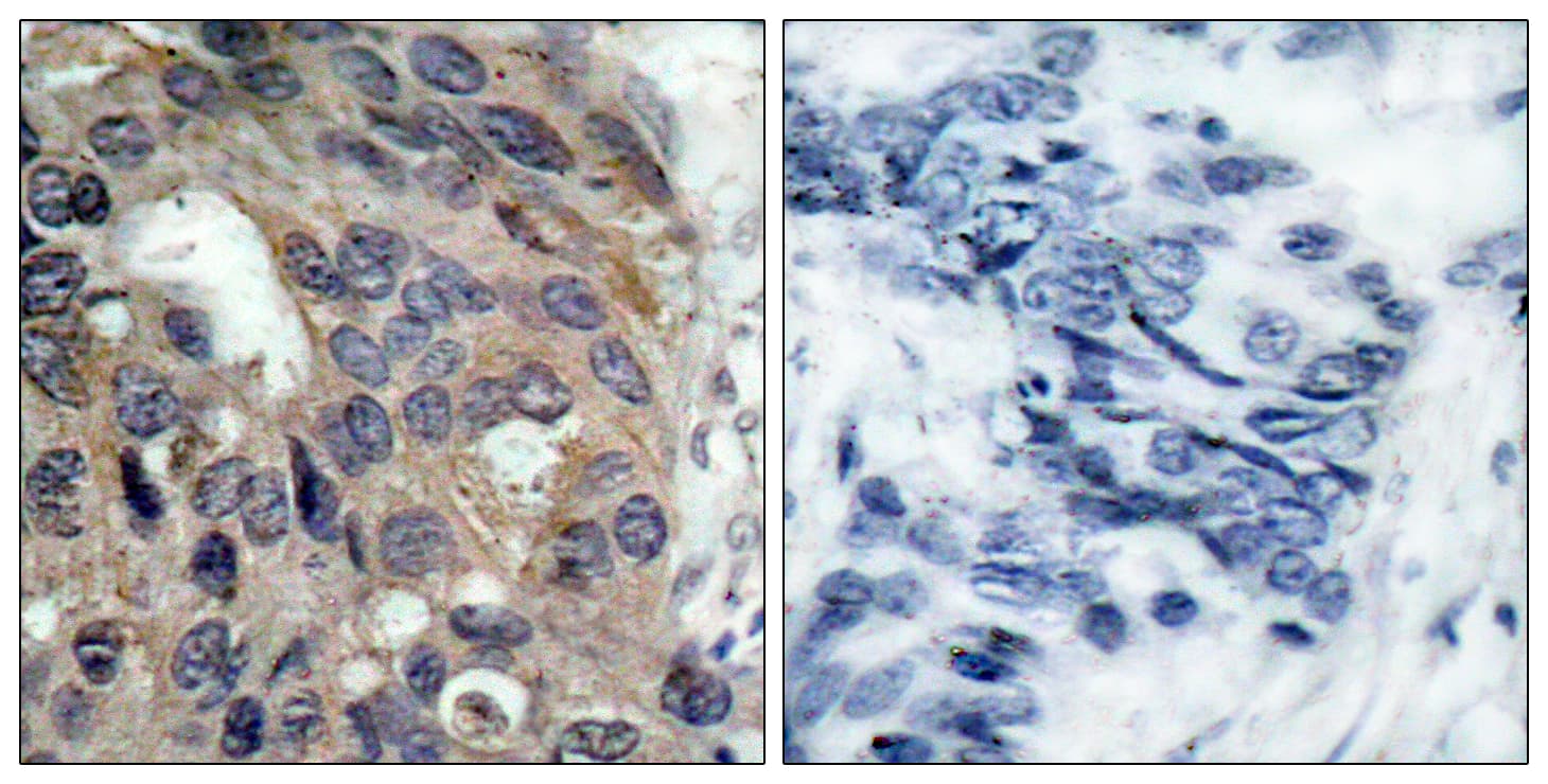 SRC Antibody (phospho-Tyr529)
