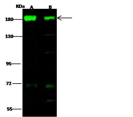 Polyclonal Rabbit anti-Human EEA1 Antibody (Preservative Free, WB)
