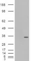 PDX1 Antibody (clone OTI2A12)