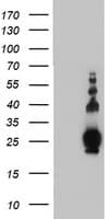 Monoclonal Mouse anti-Human PLDN / Pallidin Antibody (clone OTI1E2, IHC, WB)