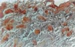 NIFK / MKI67IP Antibody (aa144-160)