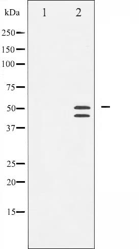 VASP Antibody (phospho-Ser239)