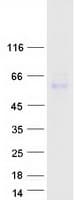 Human APCDD1 Protein (Recombinant Myc-DDK (Flag))