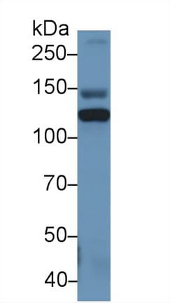 ITIH4 Antibody (aa273-424)