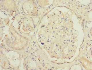 Polyclonal Rabbit anti-Human SMPX Antibody (IHC, IF)