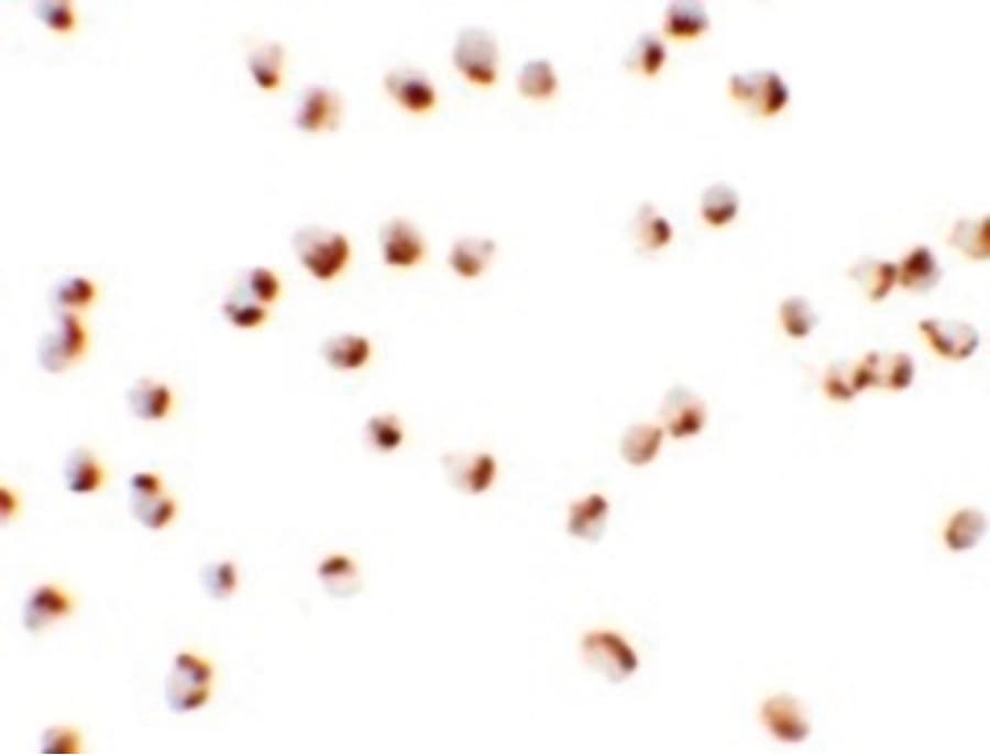 IHC-plus™ NKX2-4 Antibody