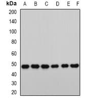 RBBP7 / RbAp46 Antibody