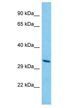 OR8K1 Antibody (aa231-280)