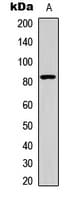 Polyclonal Rabbit anti-Human HSF1 Antibody (Internal, IHC, IF, WB)