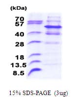 Human PELI2 / Pellino 2 Protein (Recombinant His)