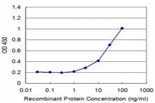 Monoclonal Mouse anti-Human STK24 / MST3 Antibody (clone 1E12, WB)