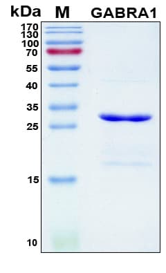Human GABRA1 Protein (Recombinant 6His, N-terminus)