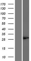 Human SFR1 / C10orf78 Protein (Over-Expression Lysate Myc-DDK (Flag))
