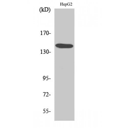 c-Met Antibody (1290-1370 aa)